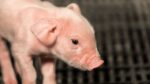 These functional veterinary drug pig farms must prepare
