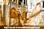 What is the role of feed grade magnesium sulfate