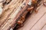 Termite Inspection