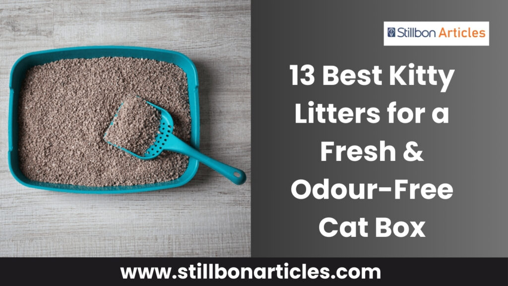 13 Best Kitty Litters for Odour-Free Cat Box