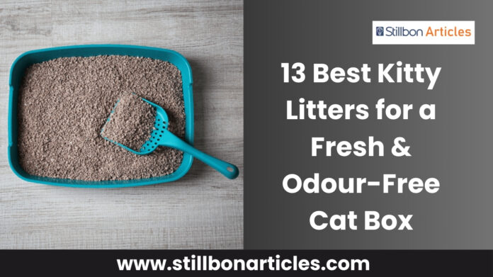 13 Best Kitty Litters for Odour-Free Cat Box